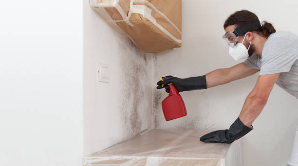 Professional Black Mold Remediation technician working in Cedar Springs, MI