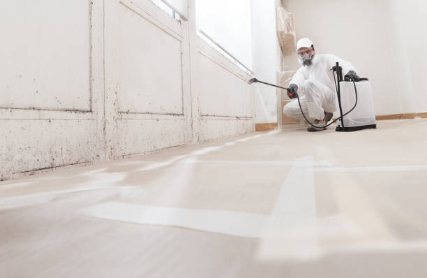 24/7 Emergency Black Mold Remediation experts in Cedar Springs, MI