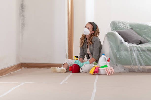 Reliable Black Mold Remediation contractor in Cedar Springs, MI by 24 Hour Mold Removal
