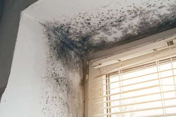 Affordable Black Mold Remediation solutions in Cedar Springs, MI