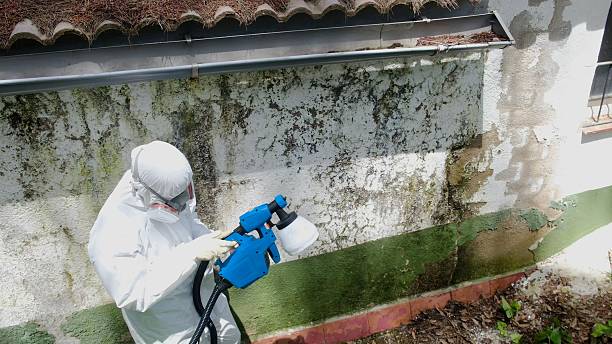 Top rated local Black Mold Remediation specialists in Cedar Springs, MI